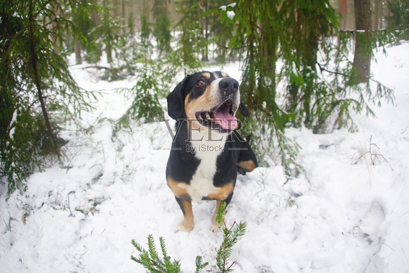 快乐的恩特勒布赫山狗坐在户外的雪地上在冬天的森林。广角视图照片摄影图片