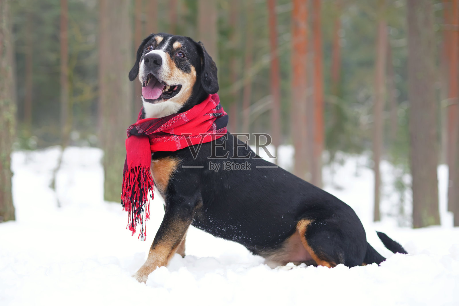 快乐的恩特勒布切尔山地狗戴着红围巾，坐在户外的雪地上在冬天的森林照片摄影图片