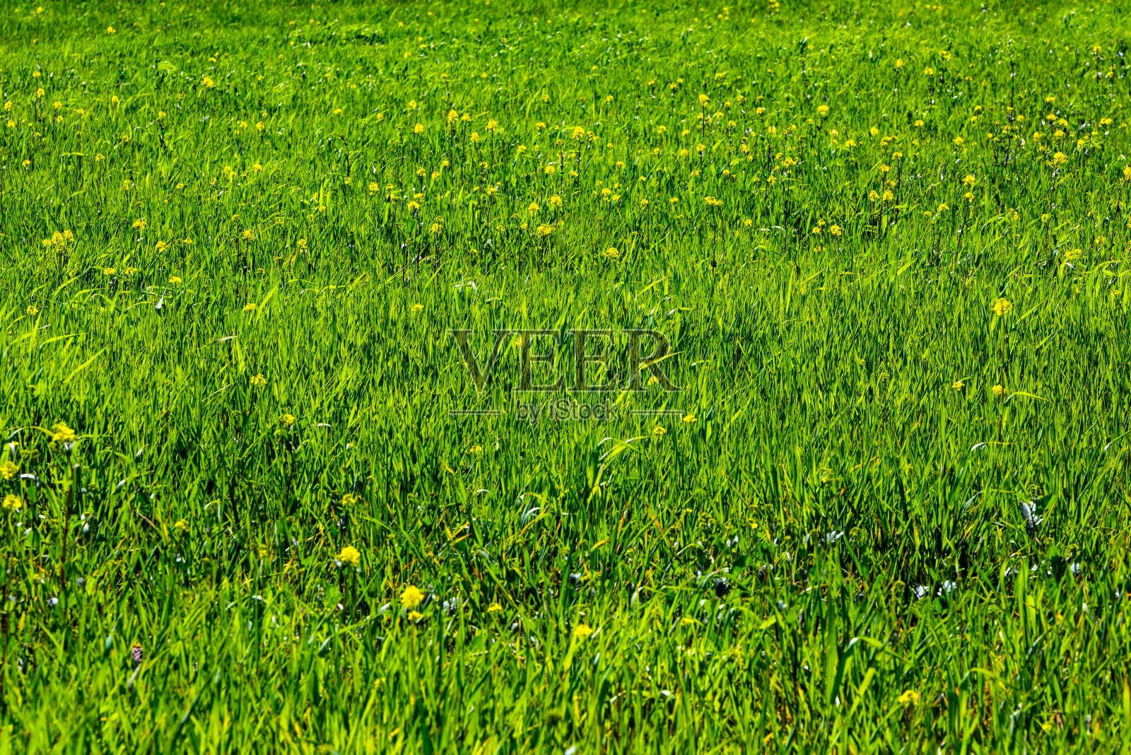 天然绿草质地照片摄影图片