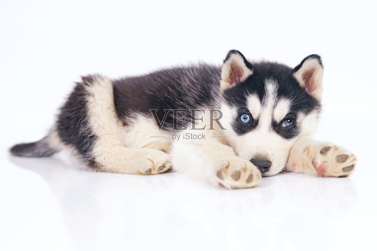 可爱的黑色和白色的西伯利亚哈士奇小狗与不同的眼睛躺在室内的白色背景照片摄影图片