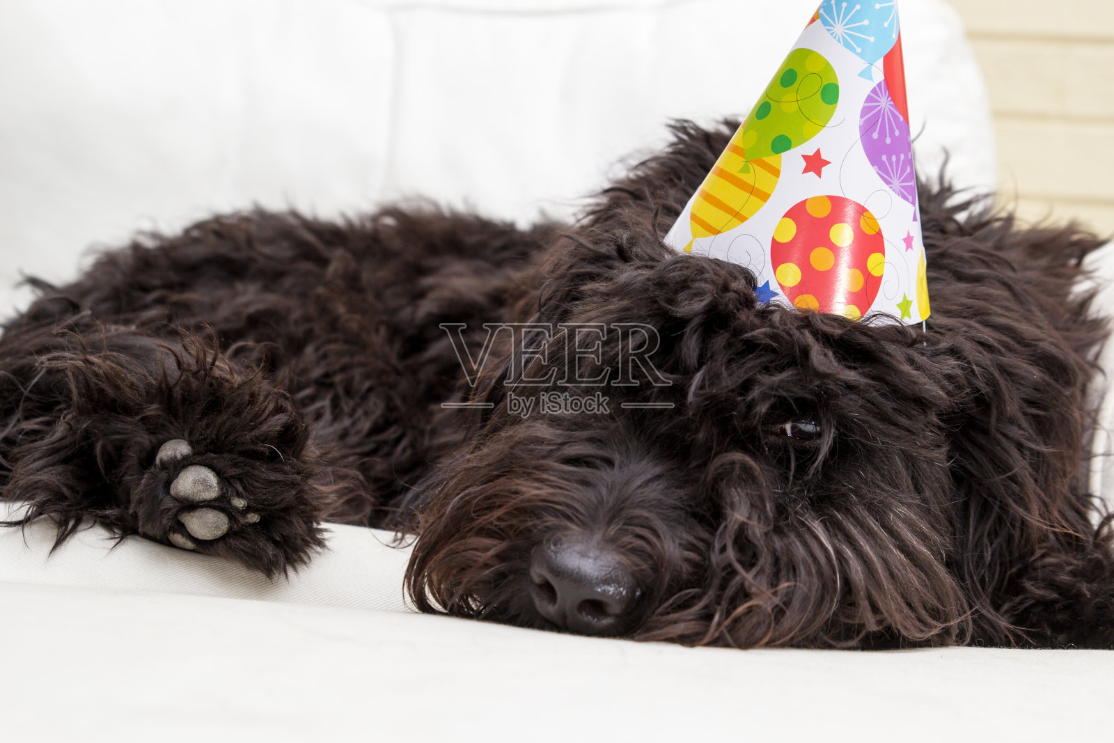 黑色毛茸茸的狗戴着一顶派对帽照片摄影图片