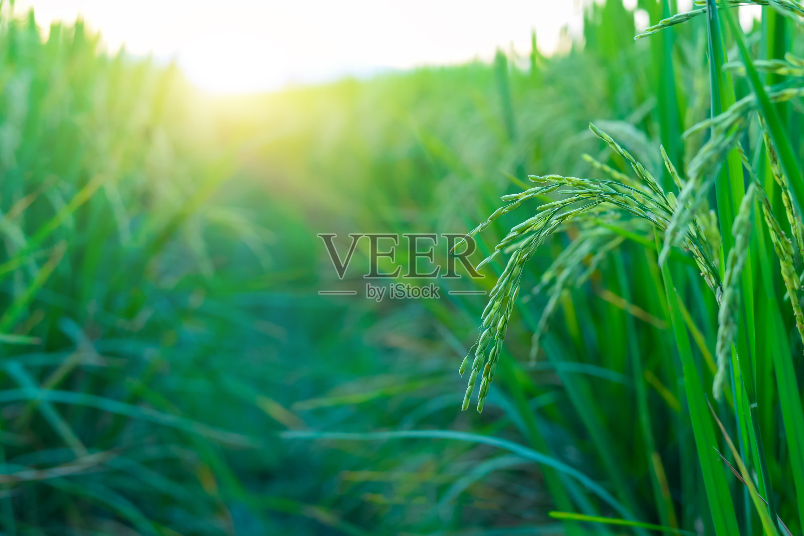 在温暖的阳光背景下，绿色田野里的水稻照片摄影图片