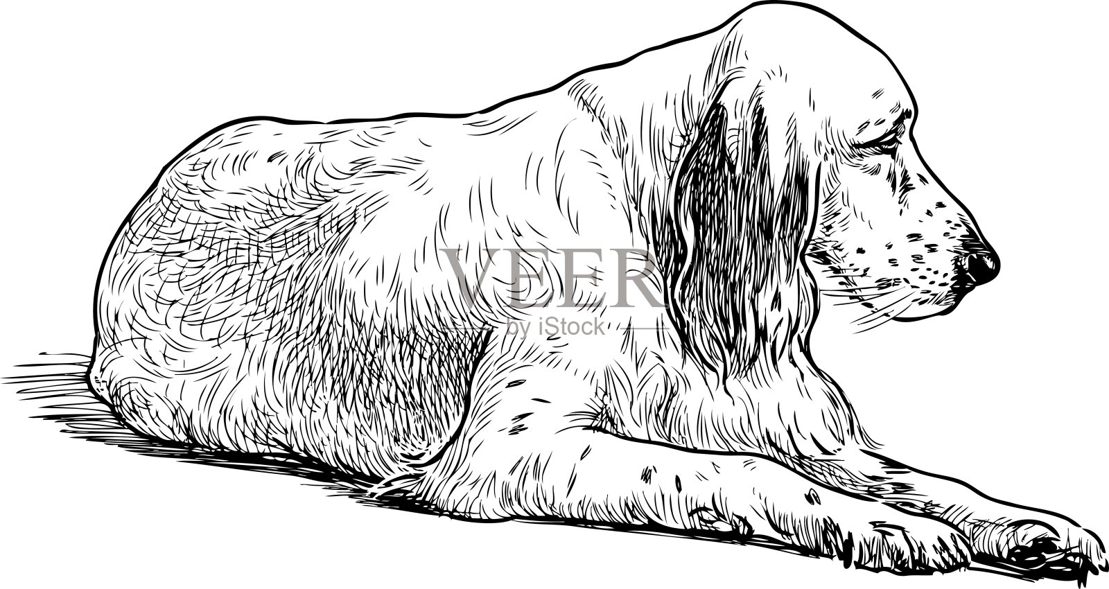 一只悲伤的老猎犬的素描插画图片素材