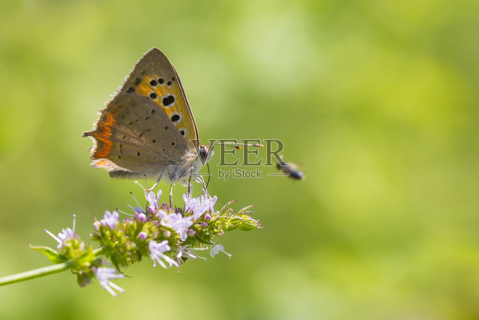 小的或普通的铜蝴蝶斑蝶照片摄影图片