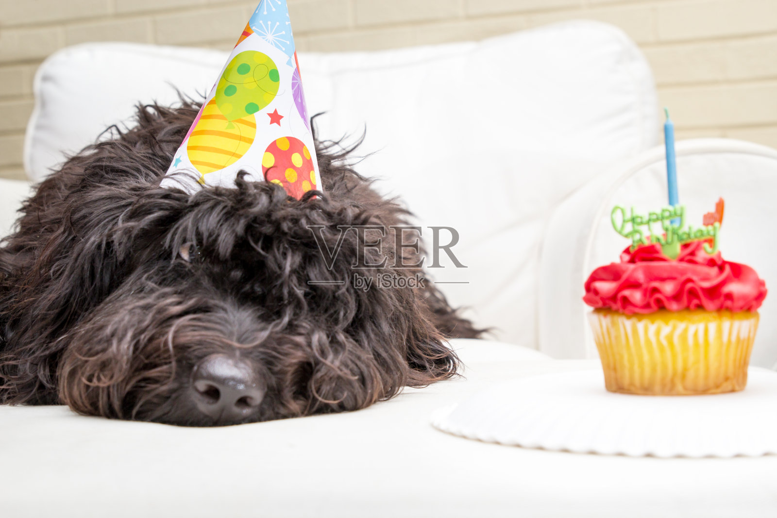 黑色长毛狗和生日蛋糕照片摄影图片