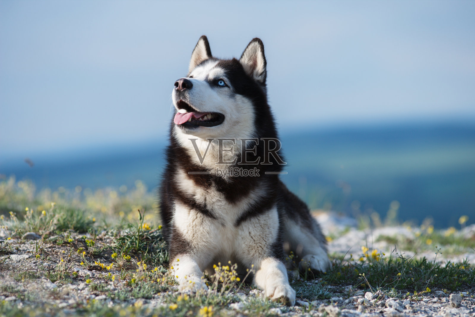 黑白相间的西伯利亚哈士奇躺在湖边的一座山上。狗的背景是自然景观。照片摄影图片