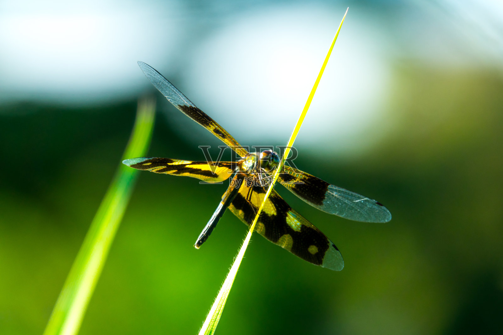 清晨，蜻蜓在草叶上捕捉。照片摄影图片