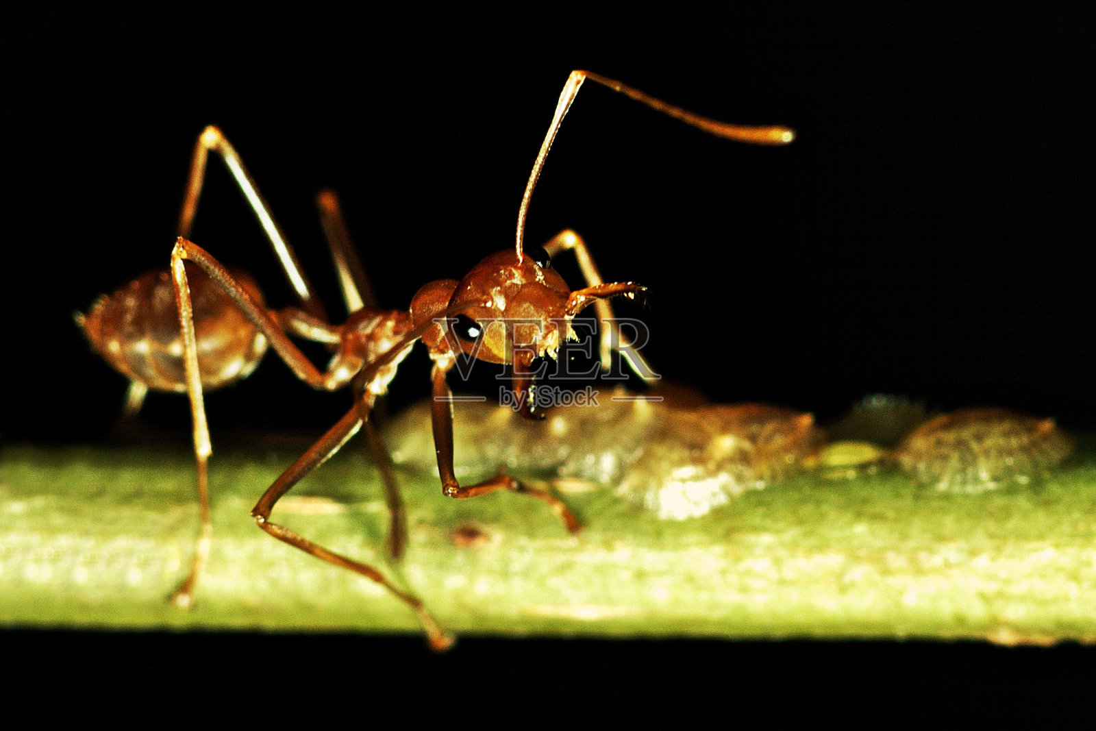 蚂蚁展示下颚，看着相机。照片摄影图片