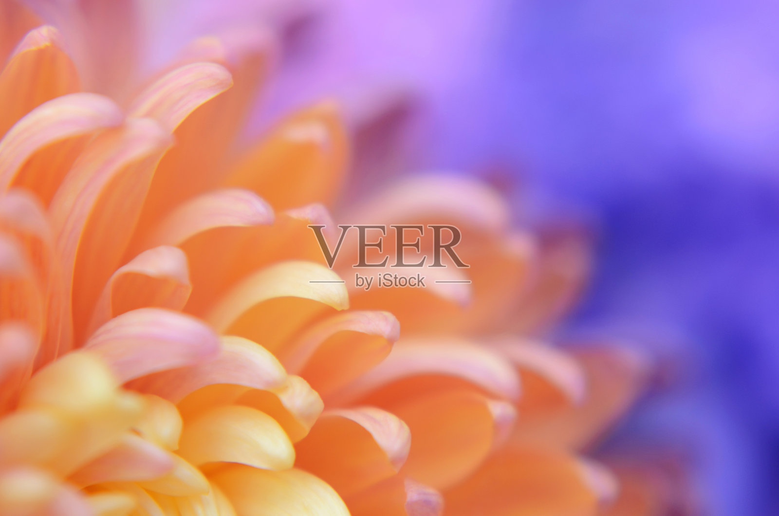 菊花花瓣在明亮的柔和渐变颜色特写照片摄影图片
