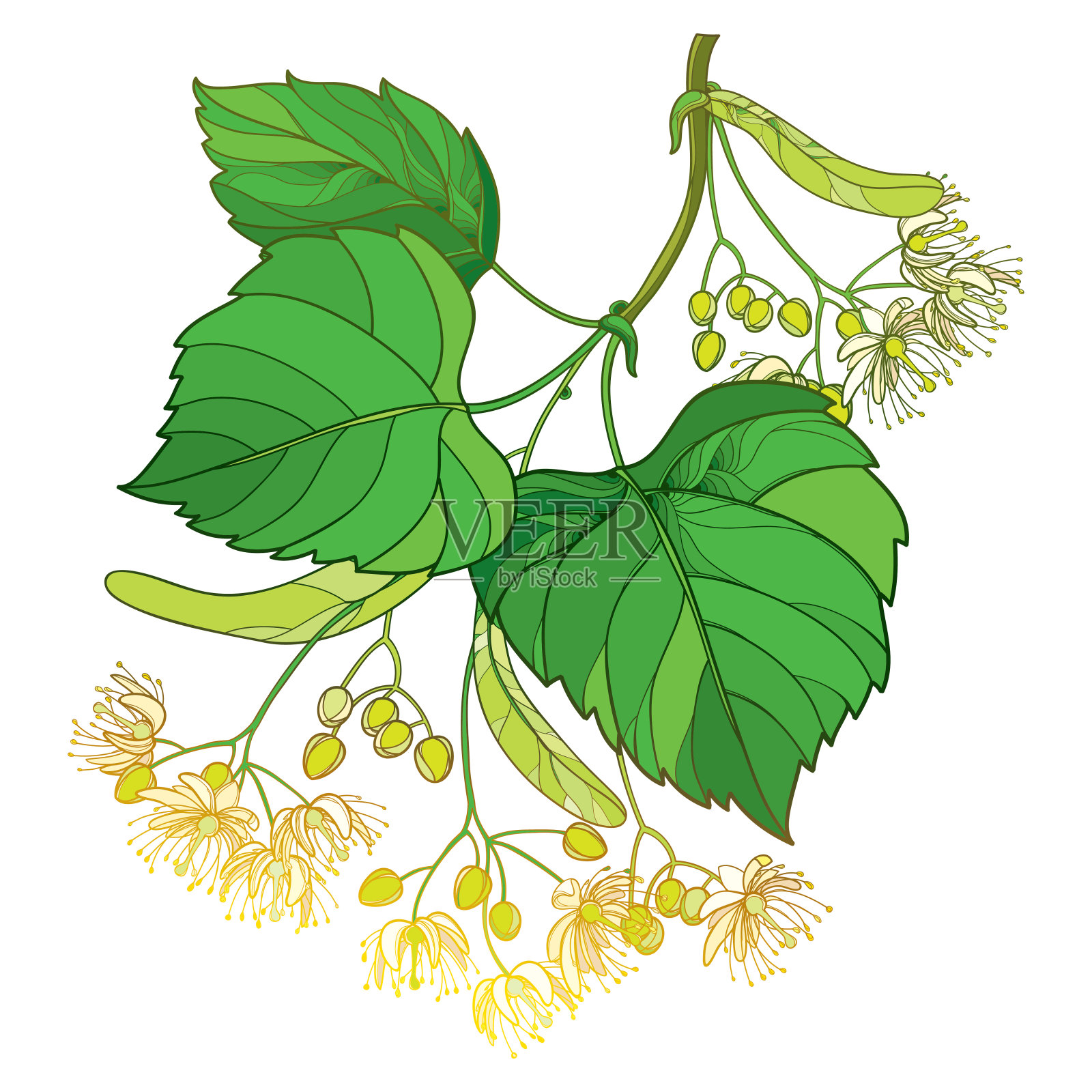 矢量轮廓椴树或椴树花束，苞片，果实和华丽的绿叶孤立在白色的背景。插画图片素材