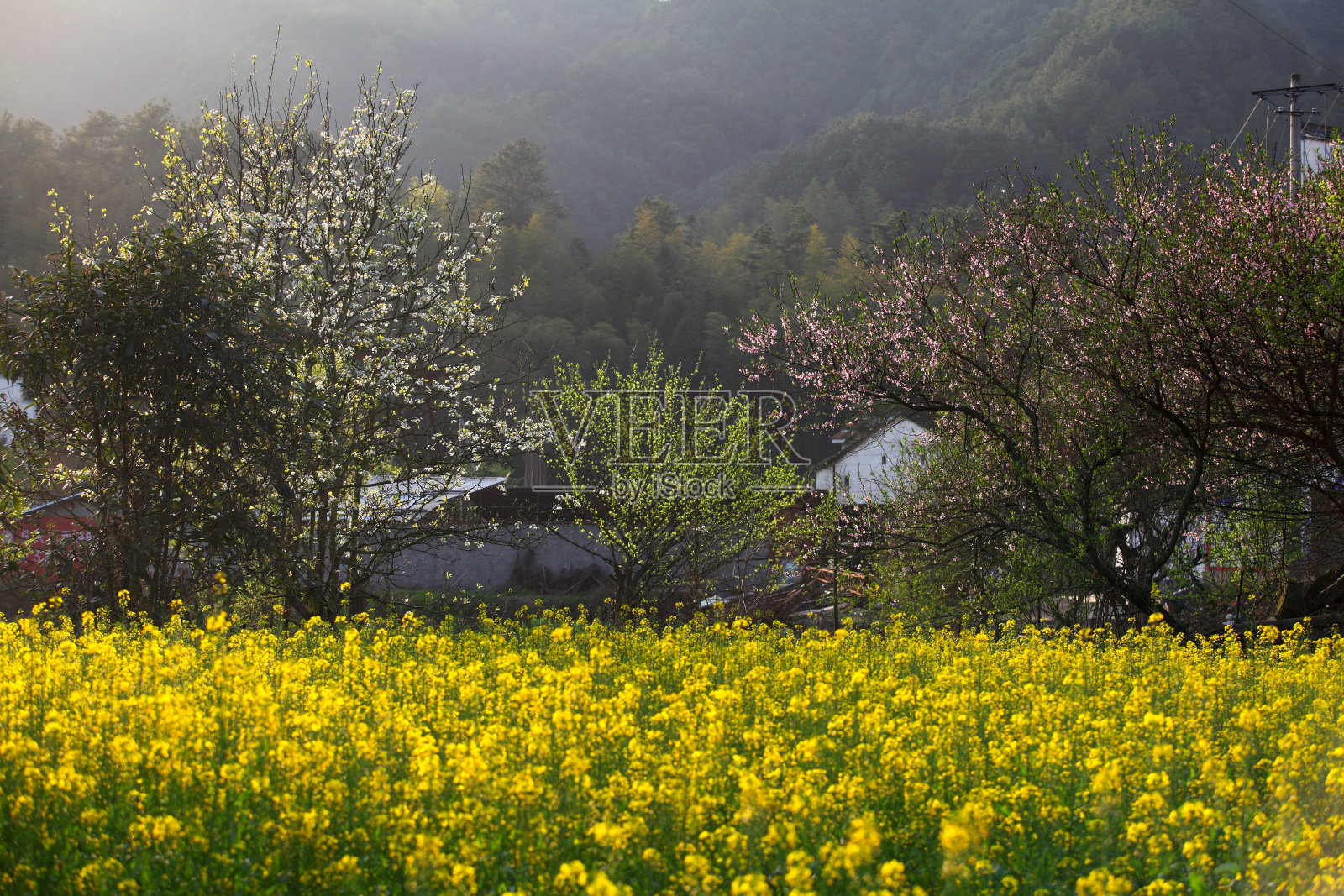 中国婺源的花椰菜、梨花和桃花照片摄影图片