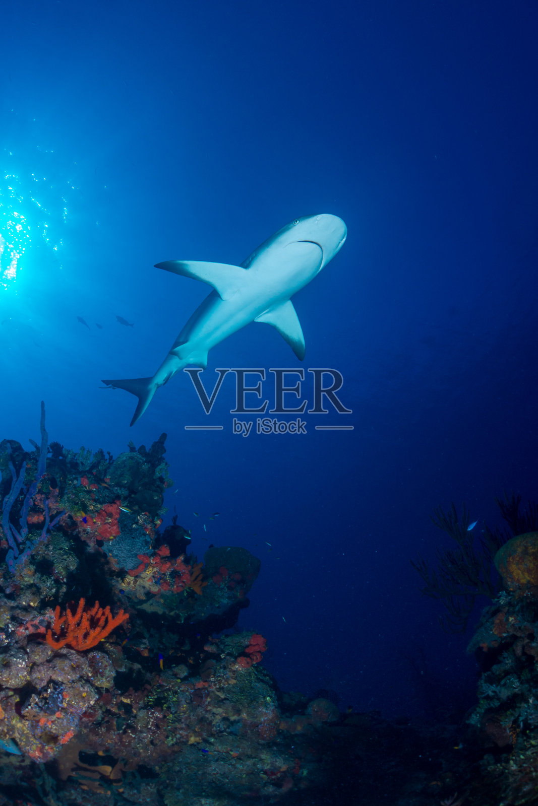 加勒比礁鲨越过珊瑚礁照片摄影图片