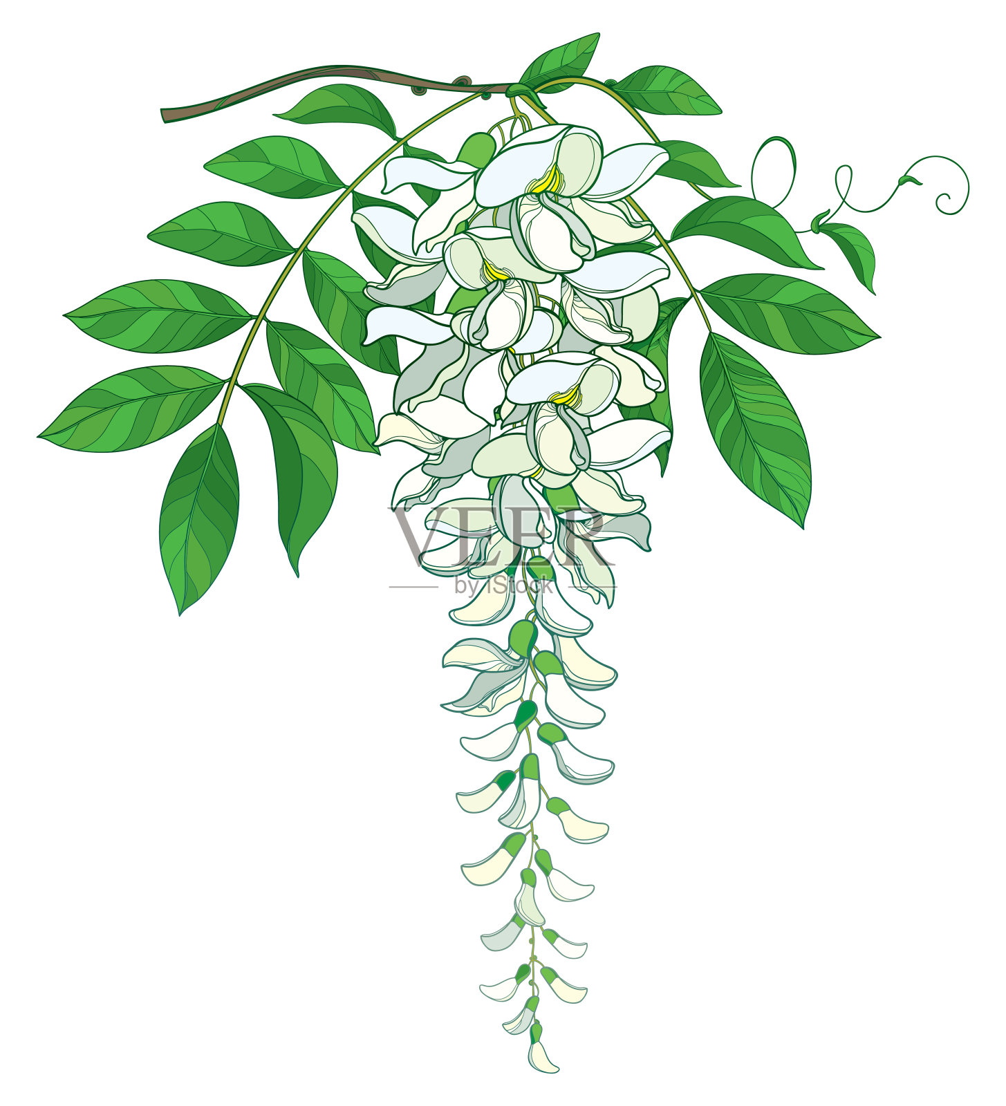 轮廓紫藤或紫藤花束的矢量枝在粉白色，芽和华丽的绿叶孤立在白色背景上。插画图片素材