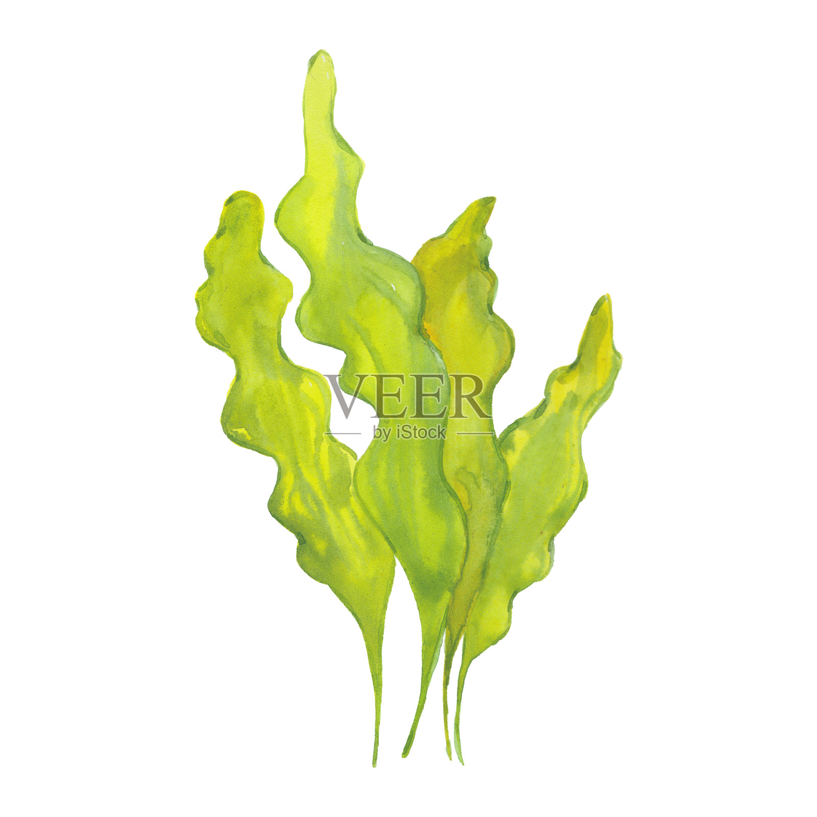 水彩昆布属植物的叶子设计元素图片