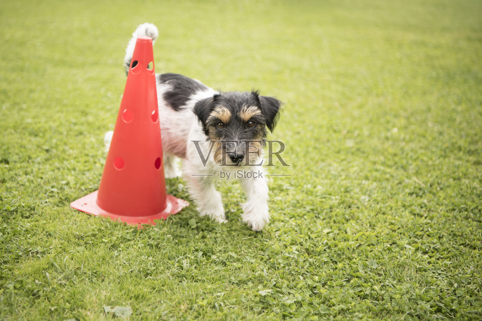 狗绕着一只锥形狗跑——杰克罗素梗，2.5岁照片摄影图片