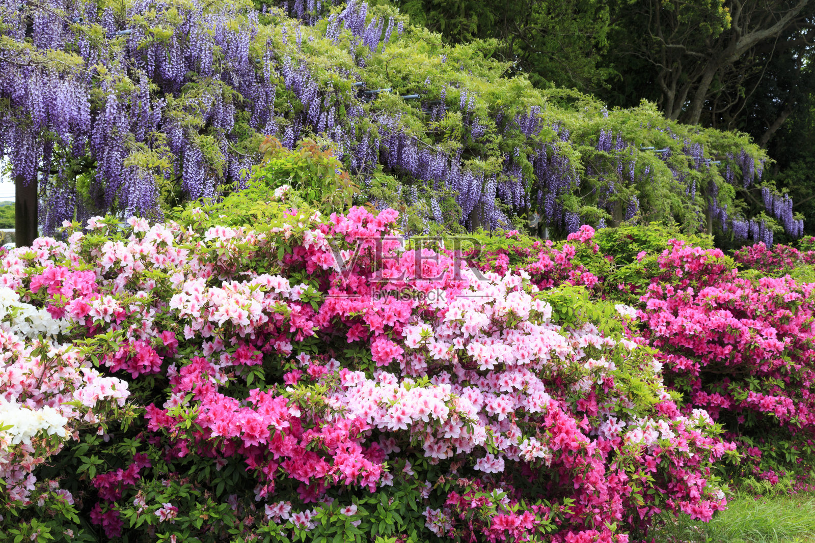 洋蒲子的紫藤和杜鹃花;日本照片摄影图片