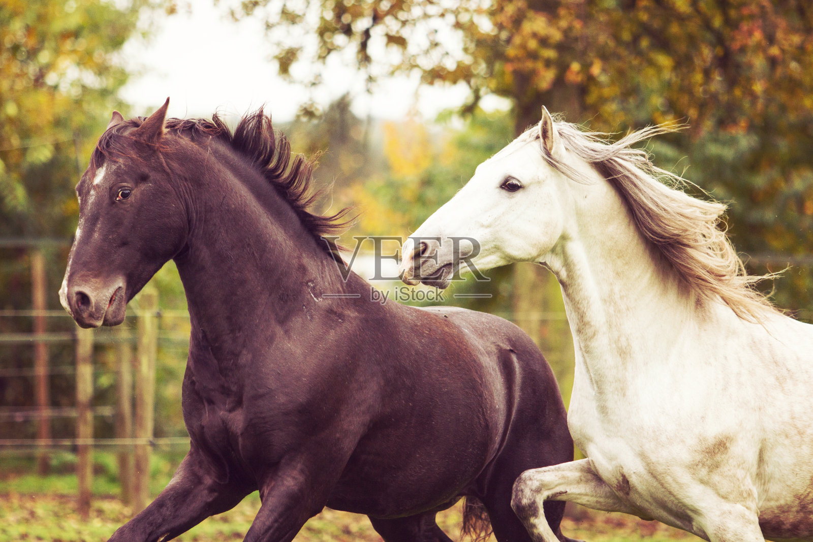 两只种马在一起玩照片摄影图片