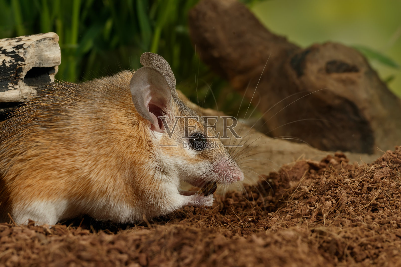 近距离观察年轻的雌性老鼠吃昆虫照片摄影图片