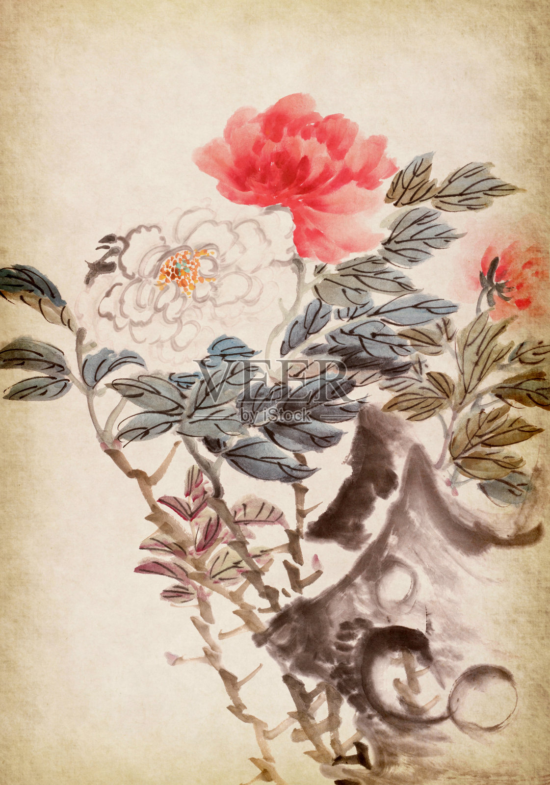 牡丹，中国传统水墨画。插画图片素材
