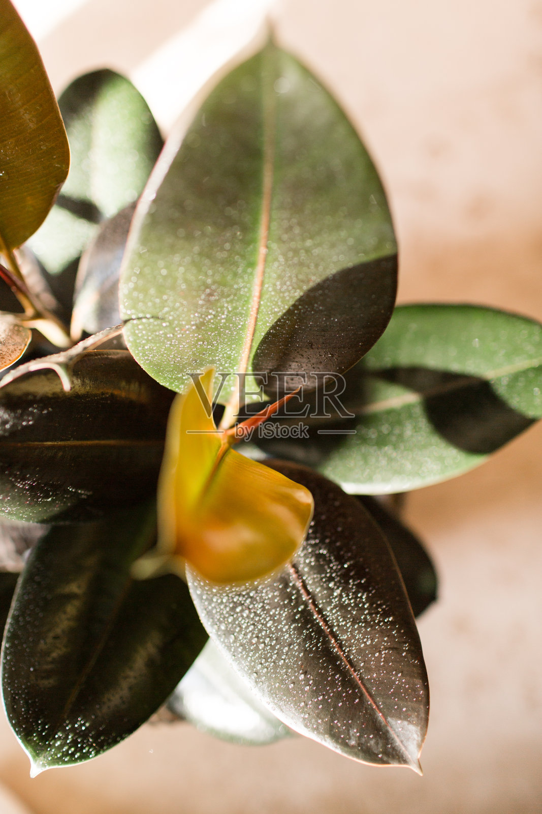 勃艮第榕属橡胶植物照片摄影图片