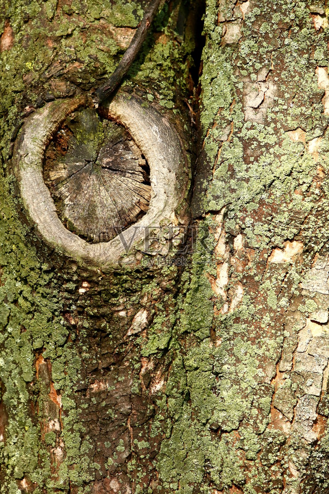 厚厚的落叶树的树皮可以看作是一层精致的苔藓，它给人一种绿色。照片摄影图片