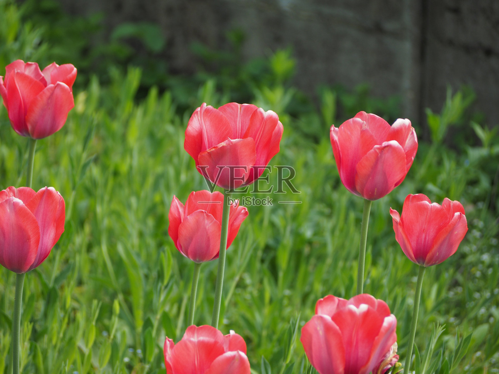 红色郁金香花照片摄影图片