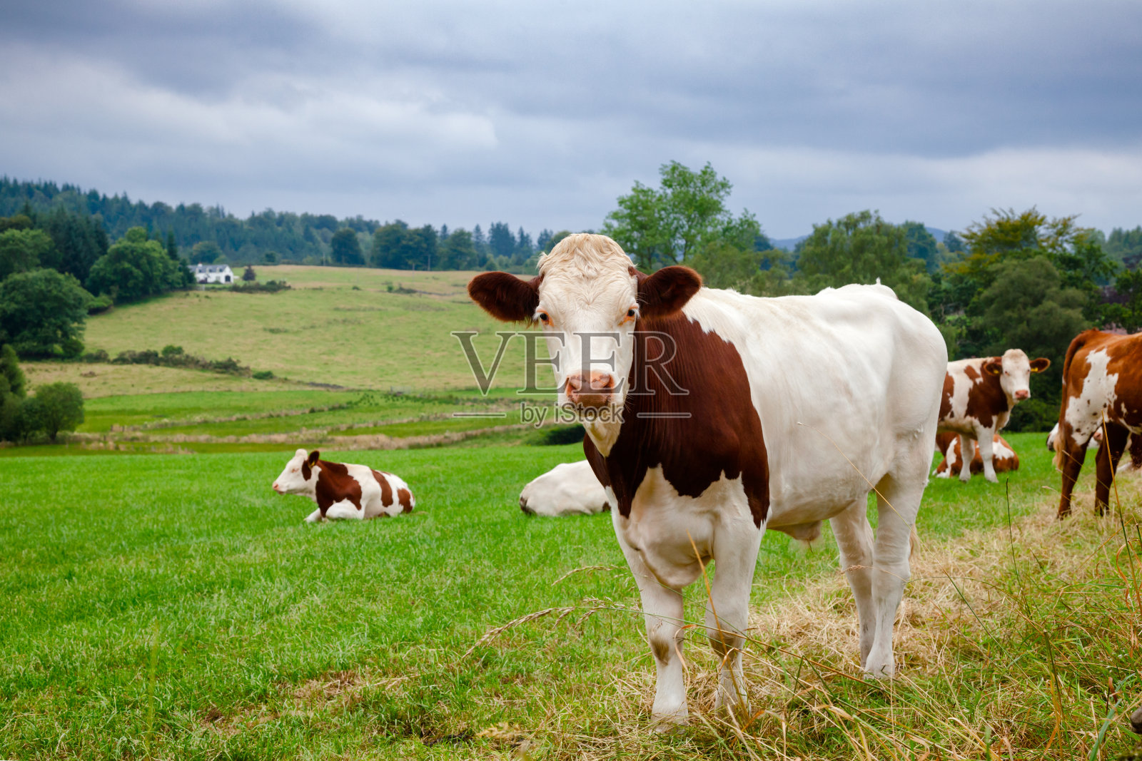 苏格兰乡村景观，放牧的荷斯坦弗里斯牛照片摄影图片