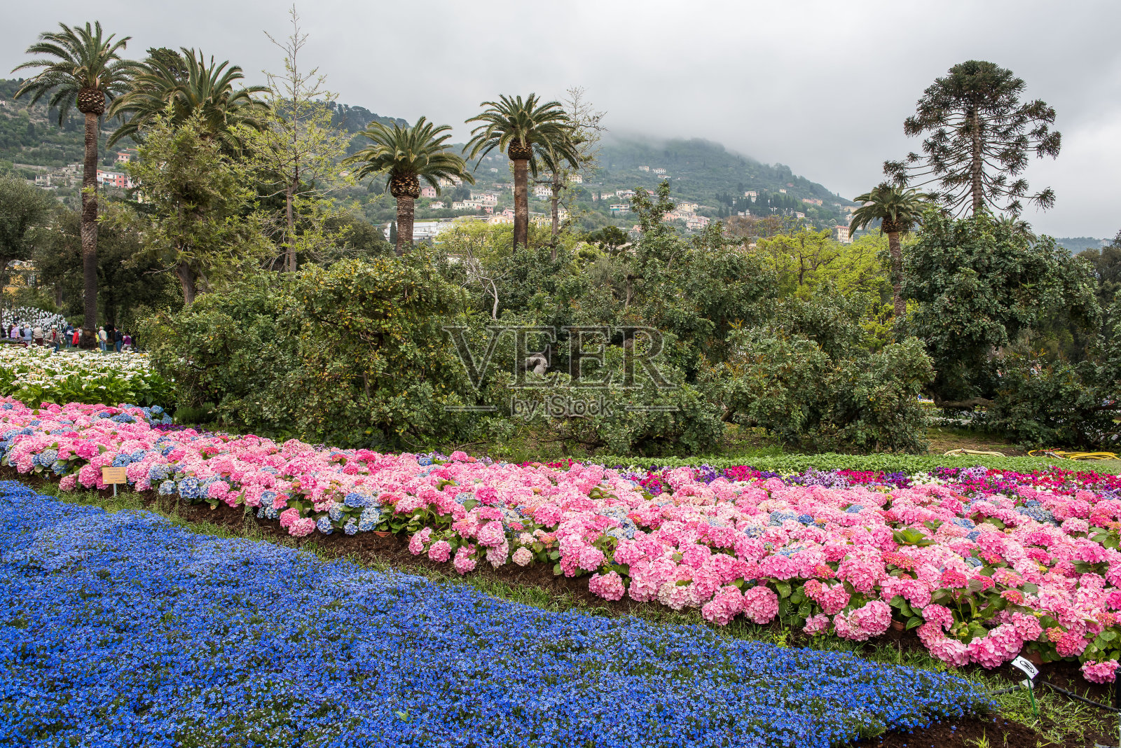 Euroflora，花展在Nervi，热那亚。照片摄影图片