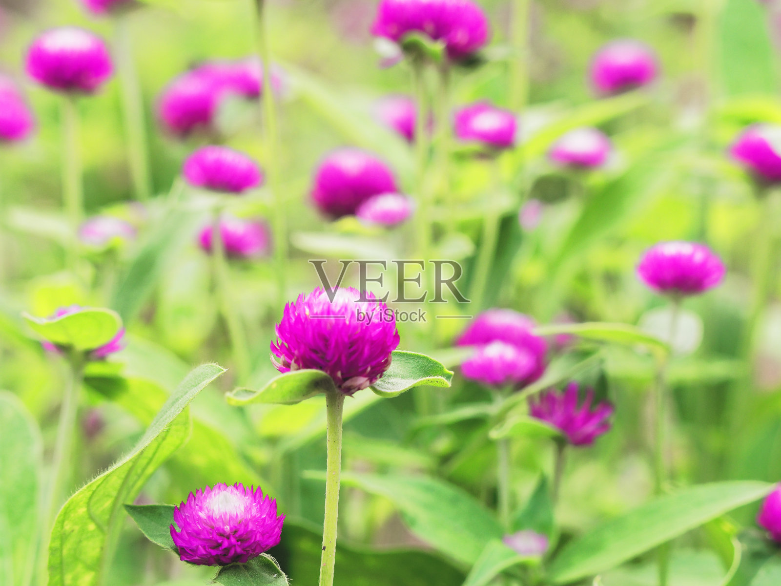 背景模糊的紫红色花朵照片摄影图片