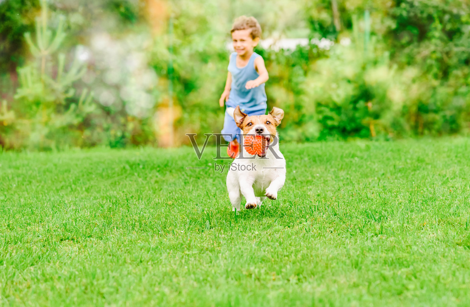 一只嘴里叼着球的狗从在夏日草坪上玩追逐游戏的孩子身边跑过照片摄影图片