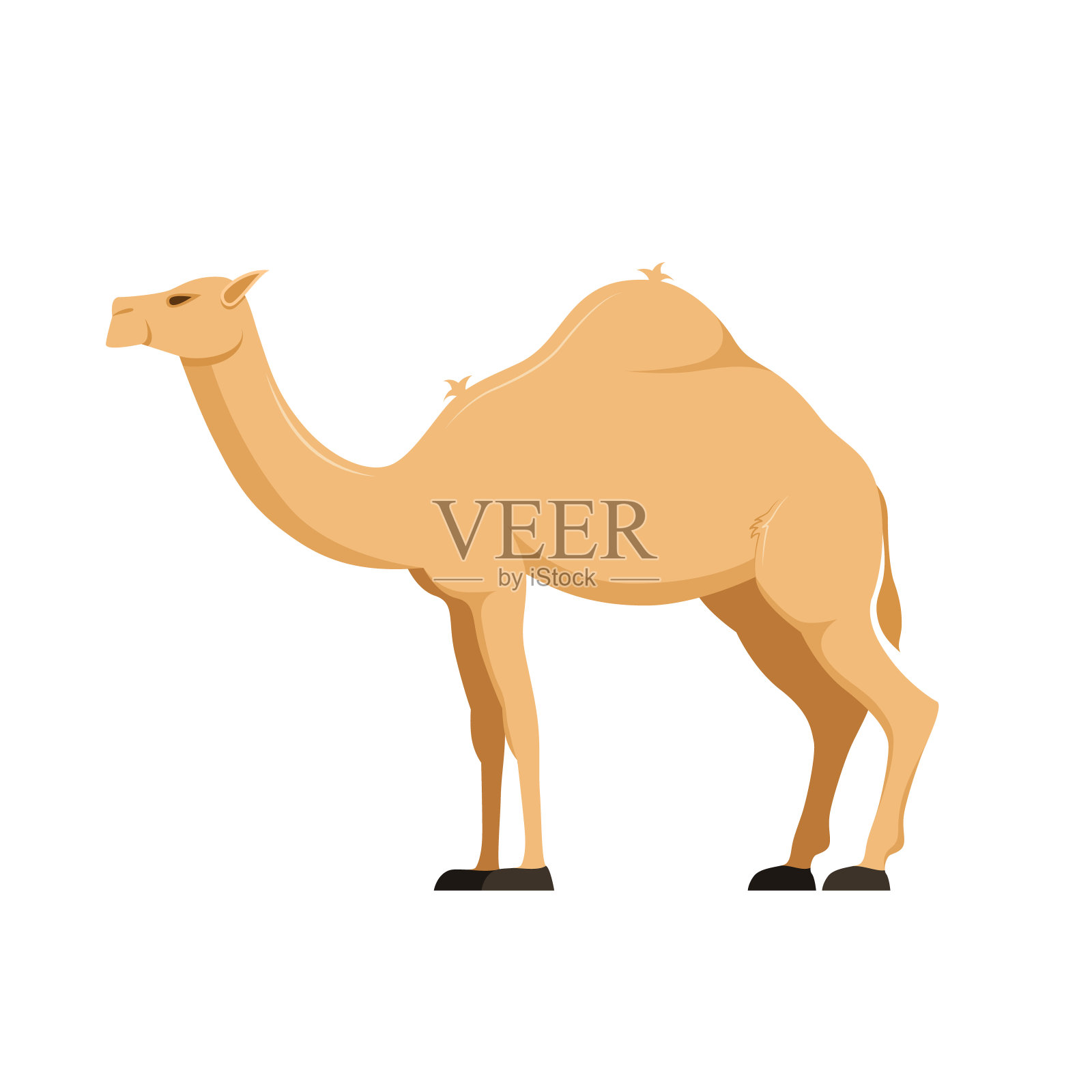 正在生长的骆驼。哺乳动物，骆驼科，群居偶蹄动物设计元素图片