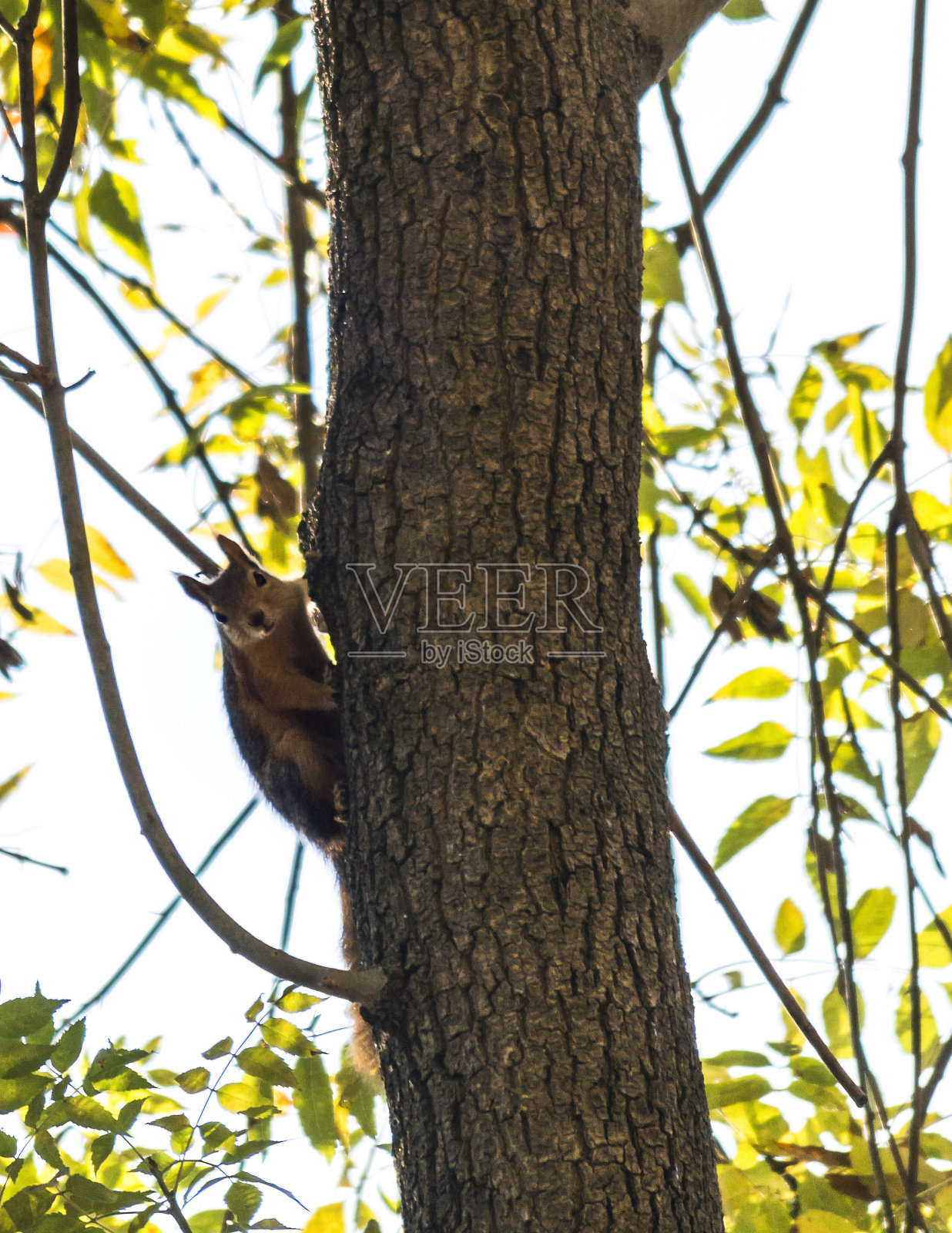 树上的松鼠摆出姿势。照片摄影图片