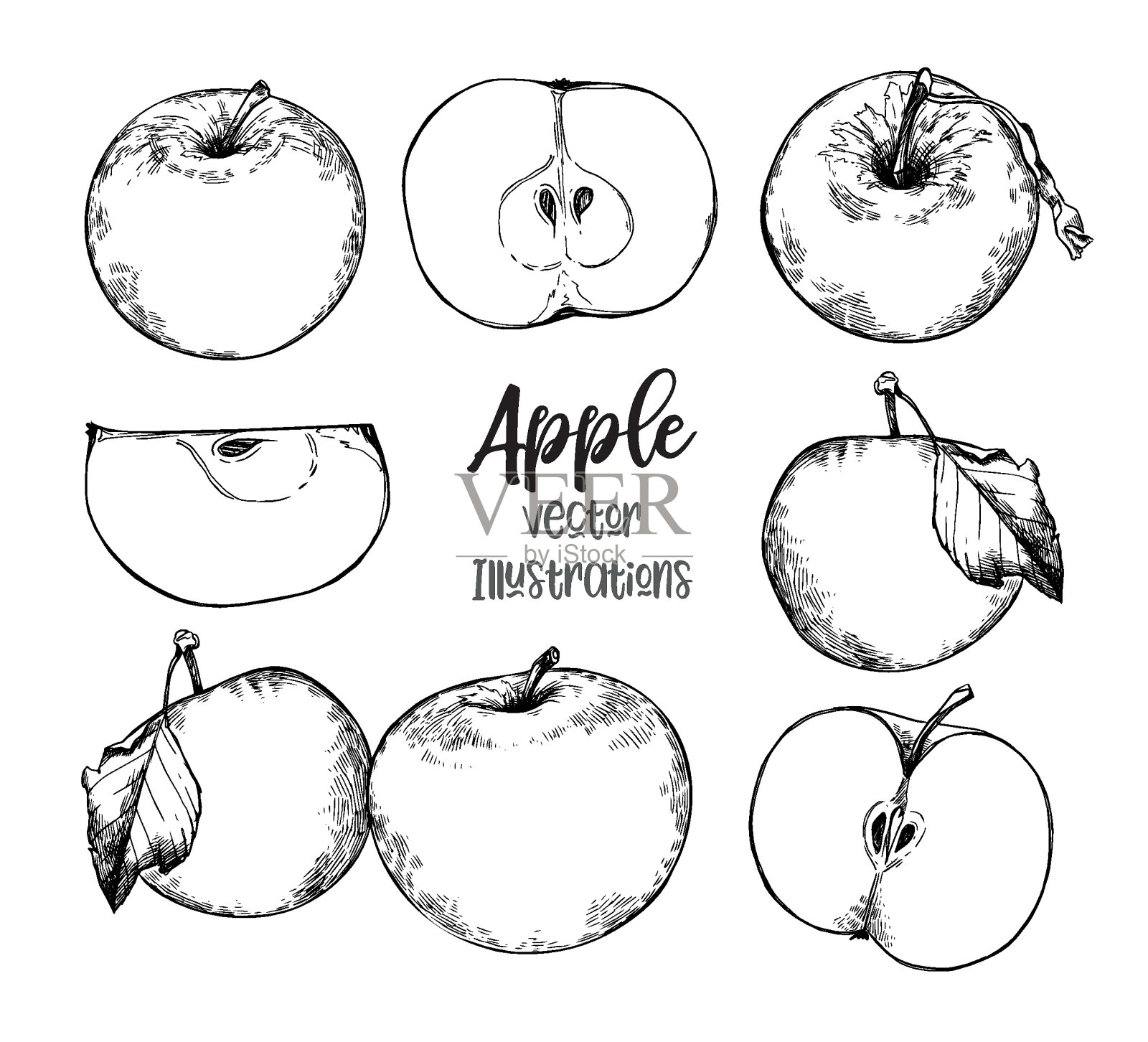 手绘矢量插图-有机苹果在素描风格。适用于包装、标签、印刷品、海报等插画图片素材