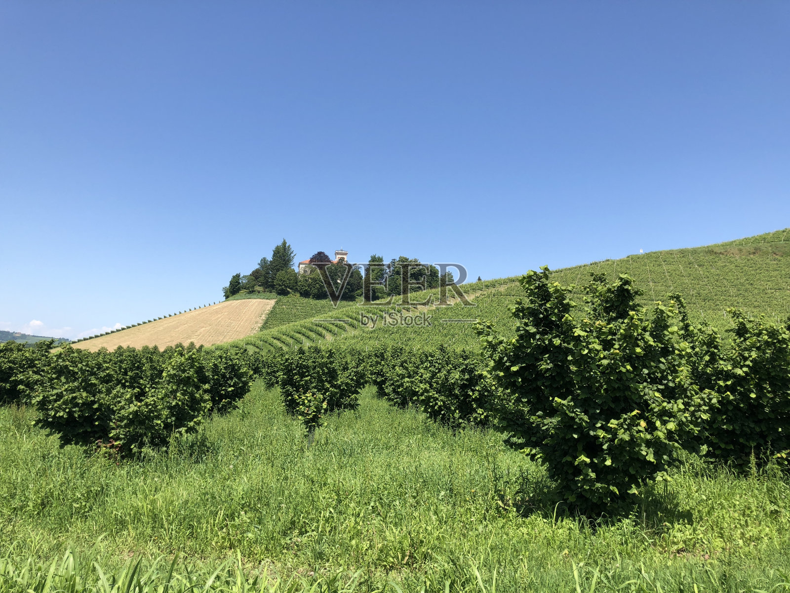 意大利皮埃蒙特榛子和葡萄酒的种植照片摄影图片