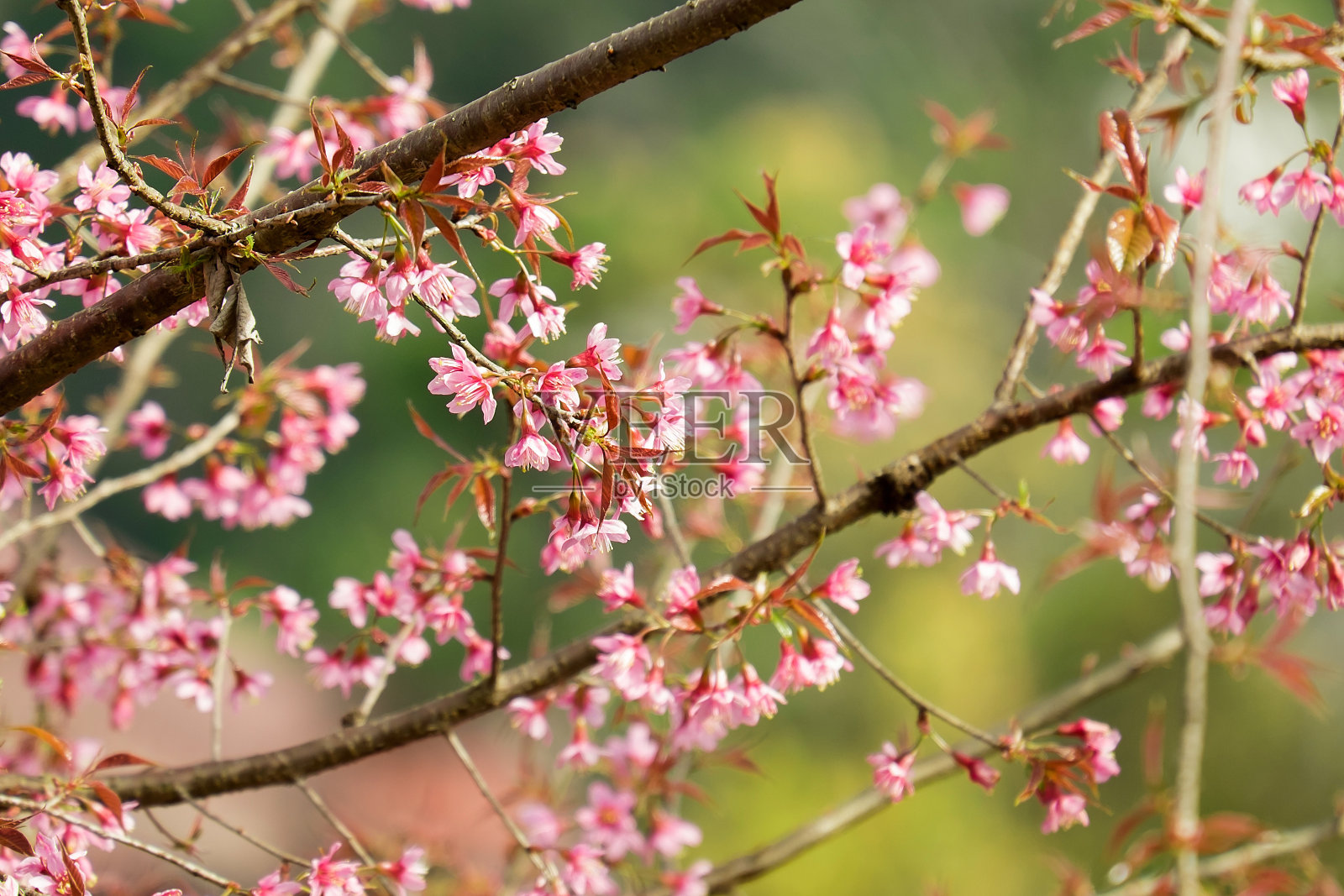粉红色樱花盛开在春天的户外，背景是柔和的焦点。照片摄影图片
