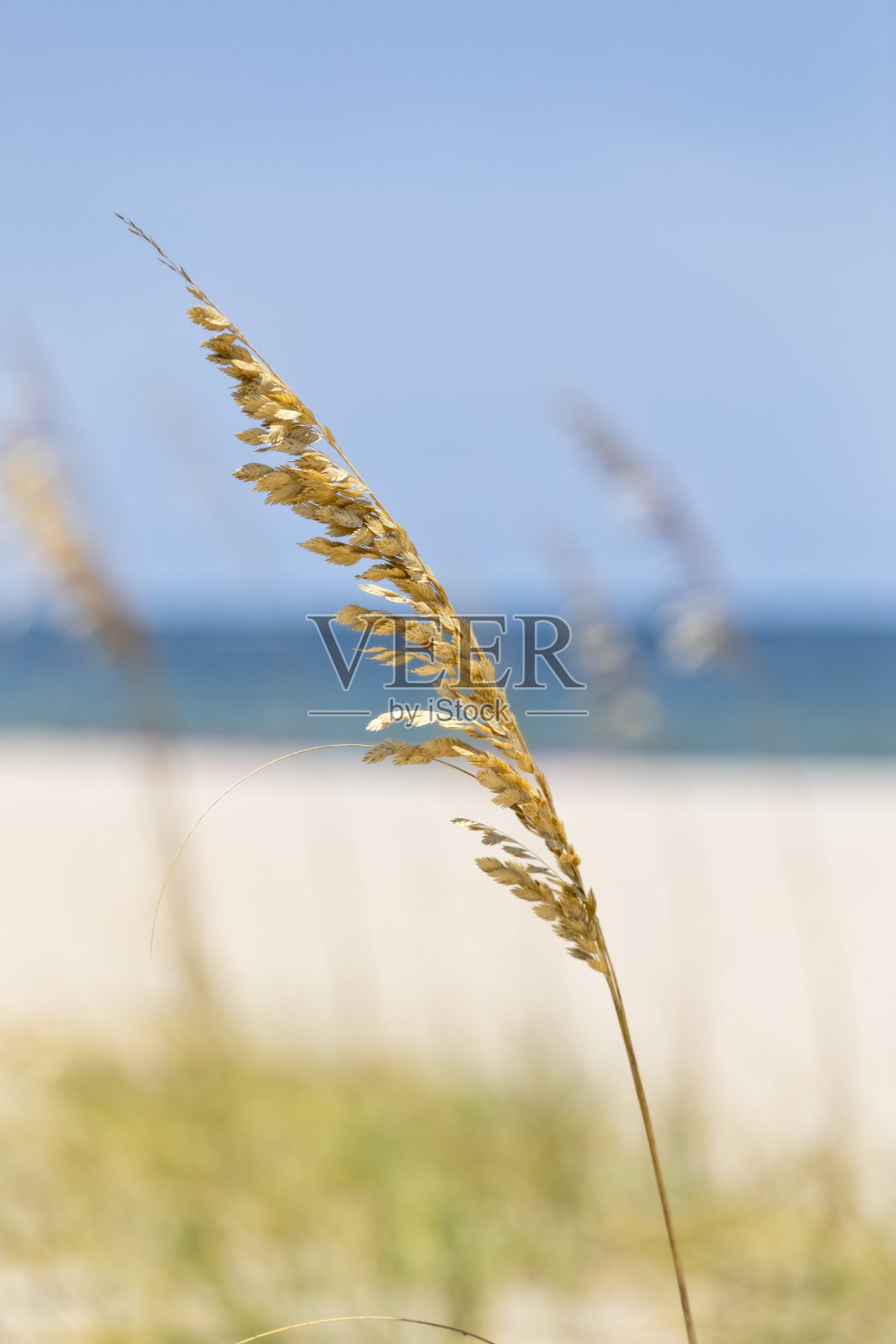 佛罗里达海滩上的海燕麦草照片摄影图片