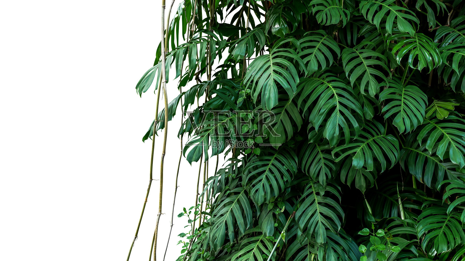 原生藤本植物的绿叶生长在野生攀缘丛林的乔木上，热带森林植物常绿藤本灌木孤立在白色的背景与修剪路径上。照片摄影图片