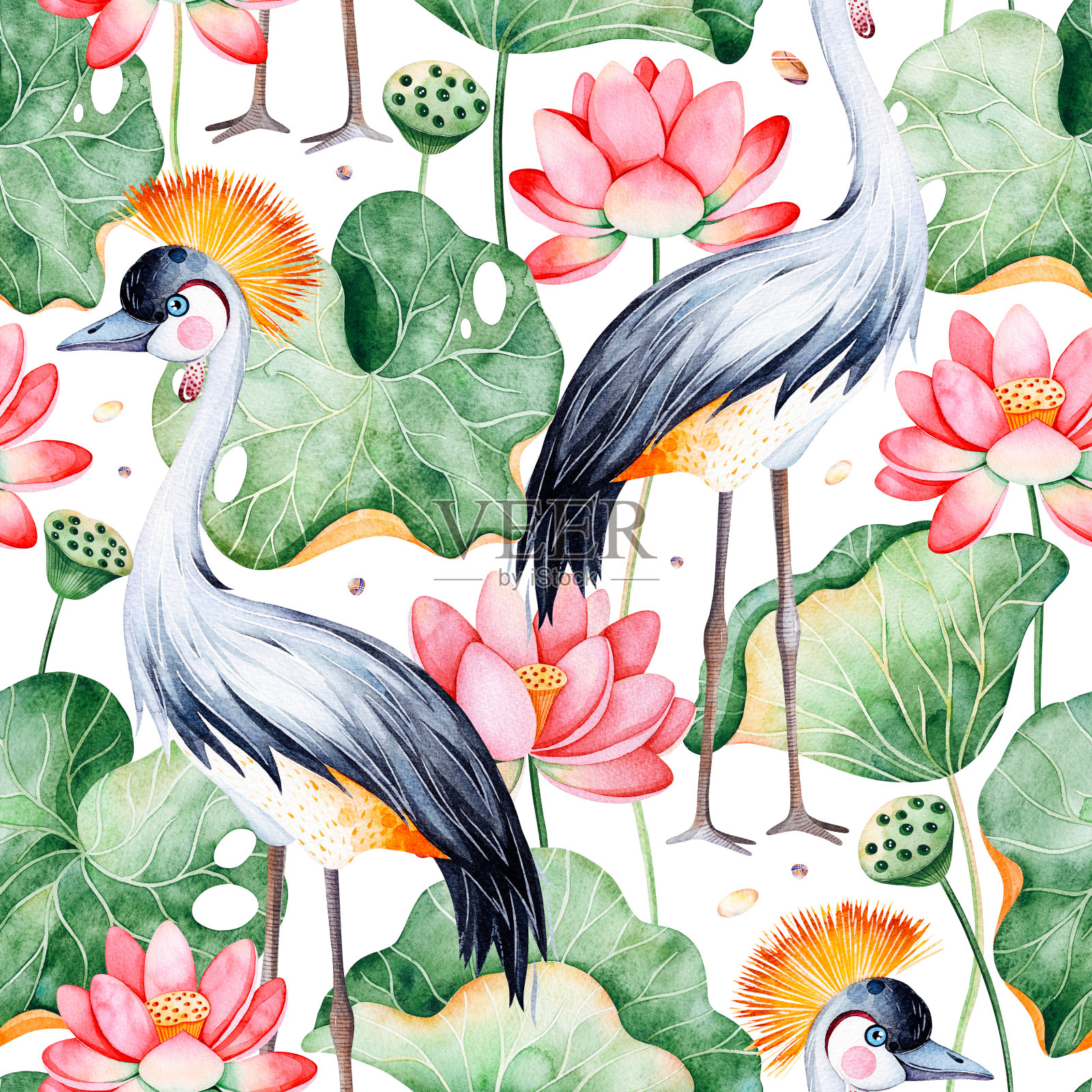 无缝图案在白色背景与睡莲和黑冠鹤插画图片素材