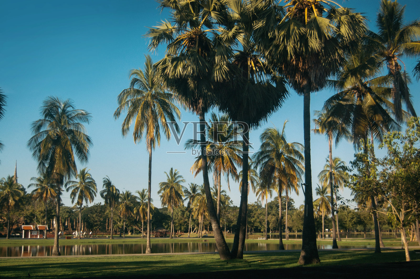 复古风格的泰国椰子树和湖泊照片摄影图片