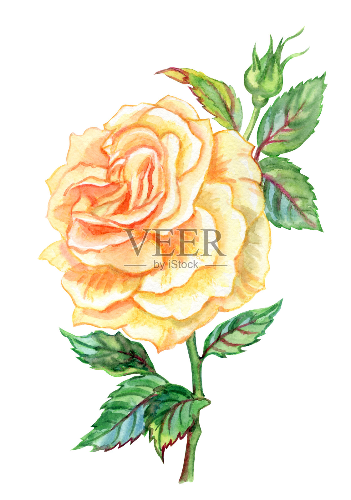 温柔的玫瑰插画图片素材