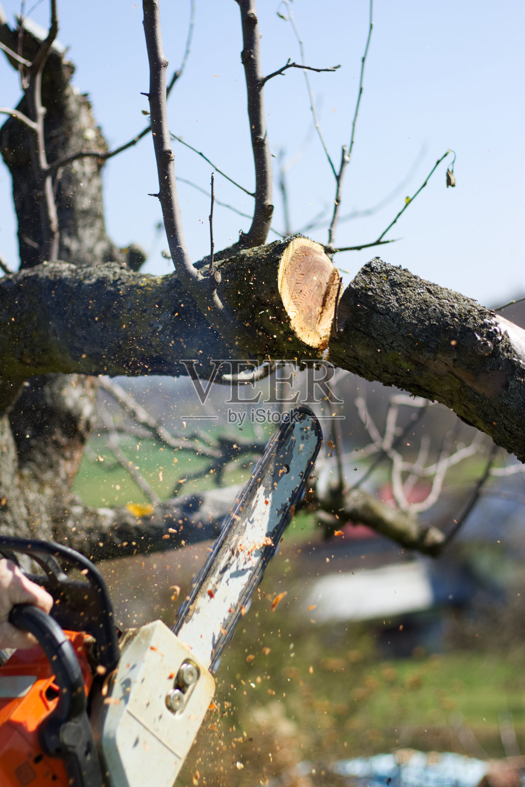 一个人用链锯砍树枝，砍倒了花园里的一棵树。照片摄影图片