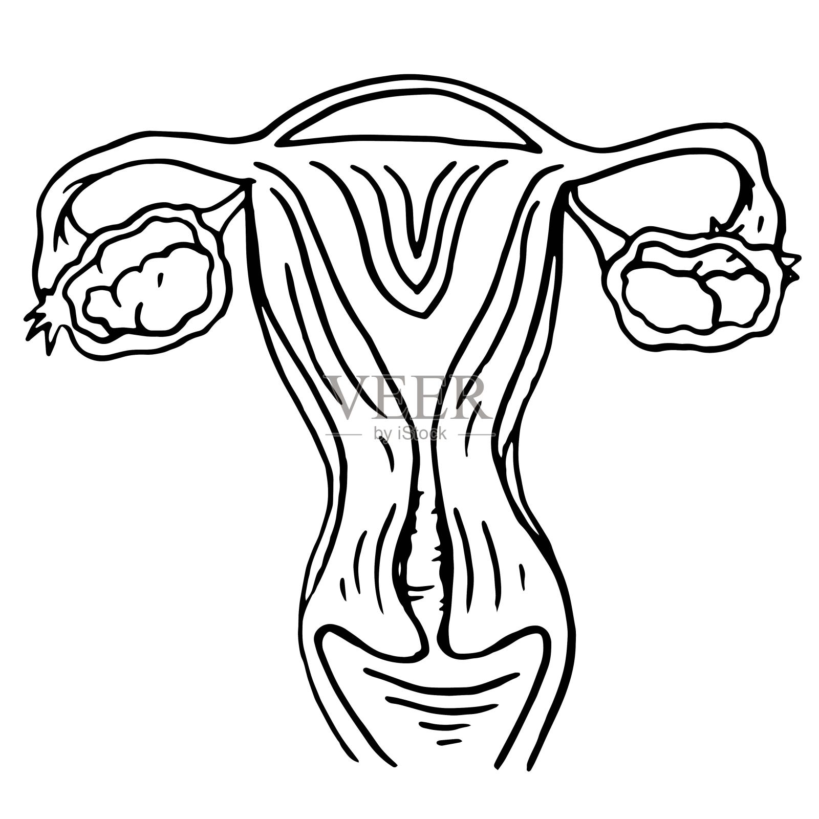 クリトリスの女性生殖器系の漫画アートイラスト 白い背景で別々に フェミニズムと女性性器のテーマ 手描きカラーイラスト — ストック写真 © Coxinianen #408213732