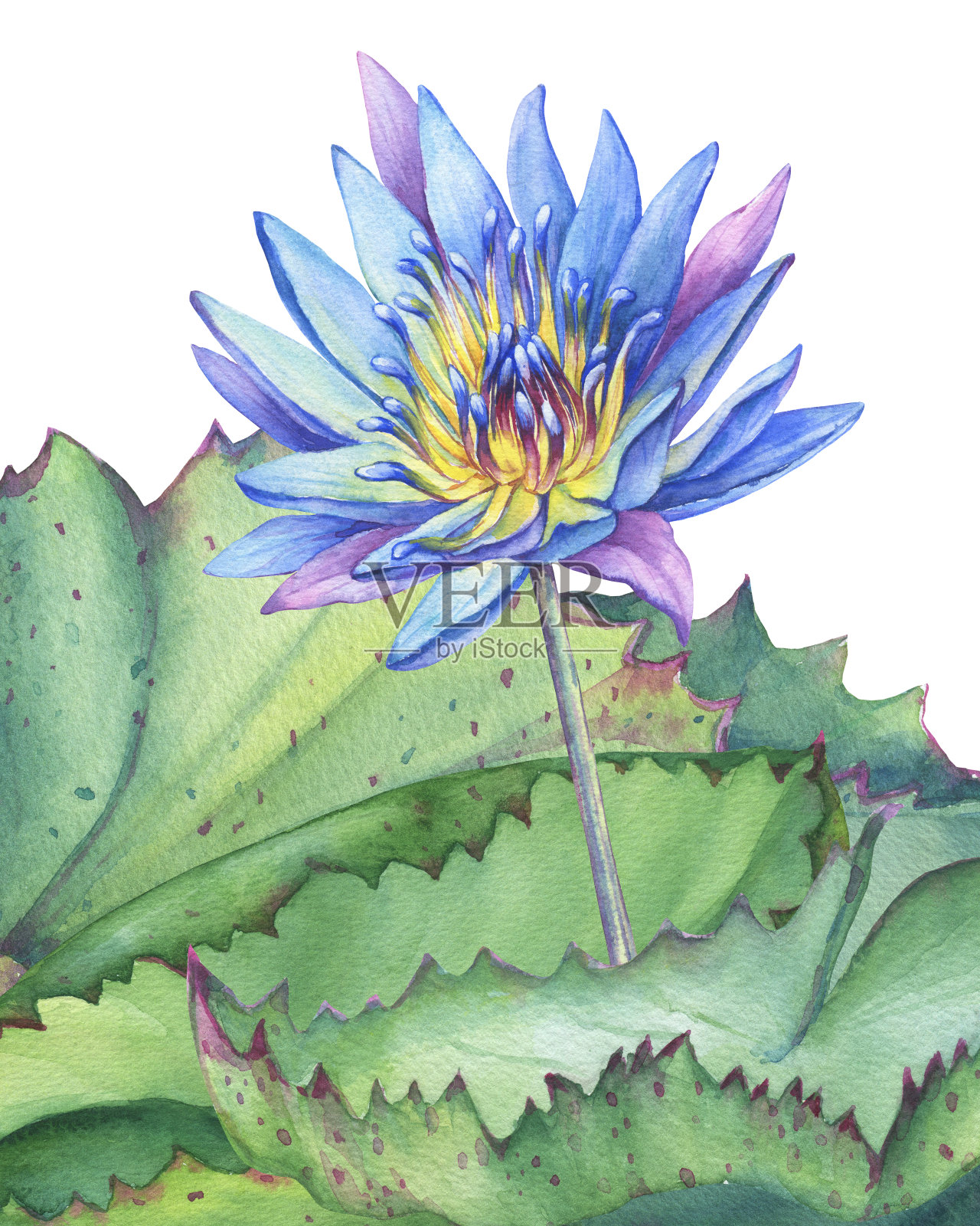 海报，组成蓝荷花与叶、籽头、花蕾(睡莲、印度莲、圣莲、埃及莲)。水彩手绘插图孤立的白色背景。插画图片素材