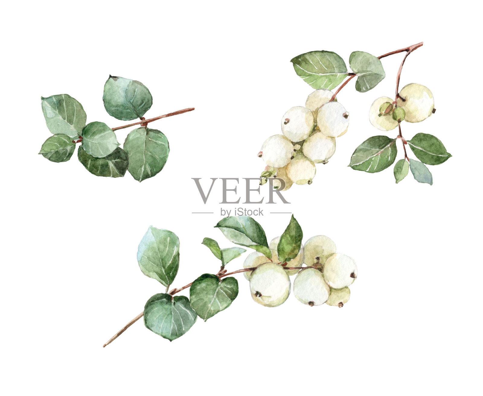 图像雪果水彩雪莓植物背景插画图片素材
