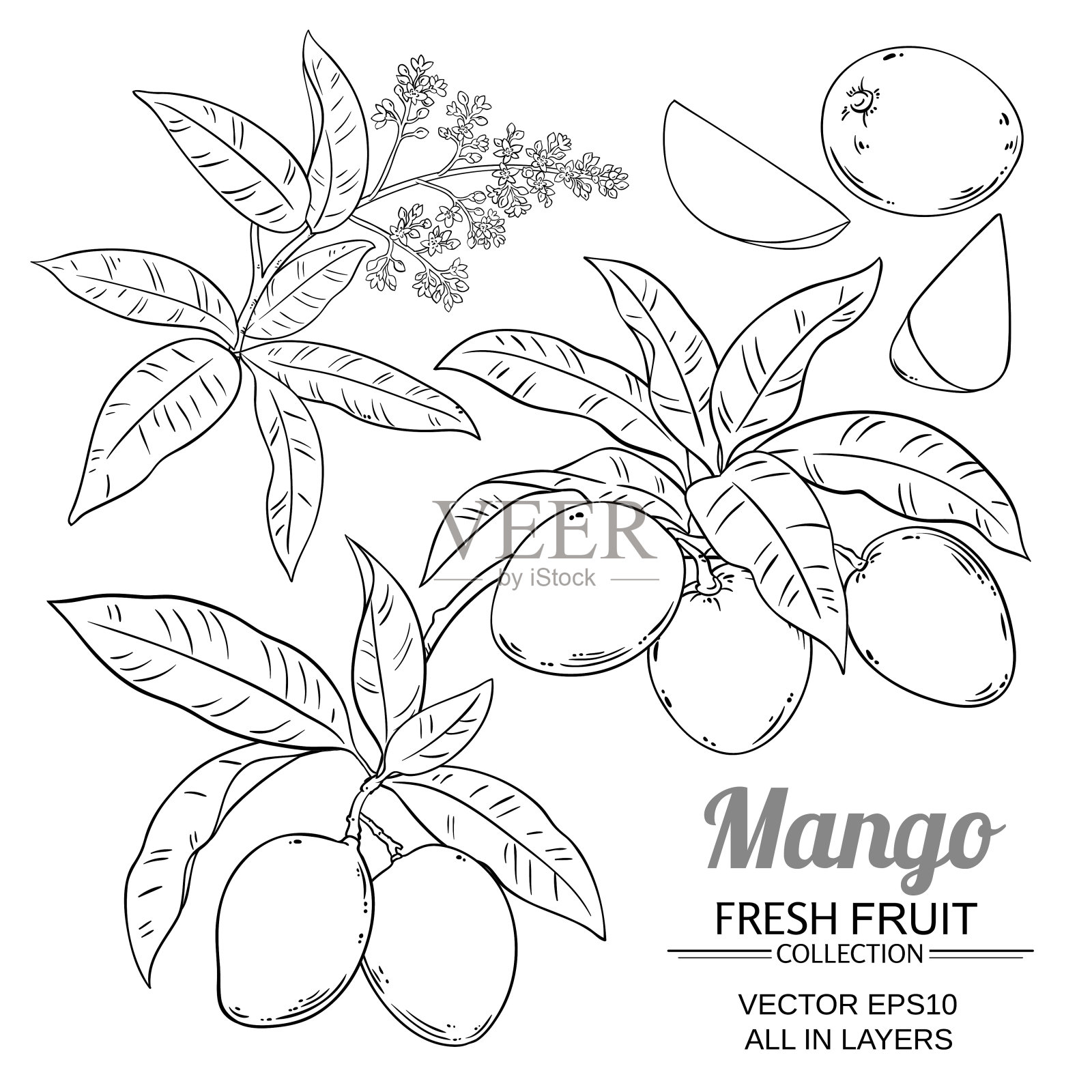 芒果植物向量插画图片素材