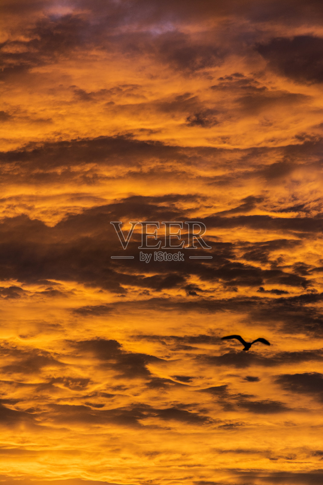 多云的天空，夕阳和海鸥的剪影。照片摄影图片