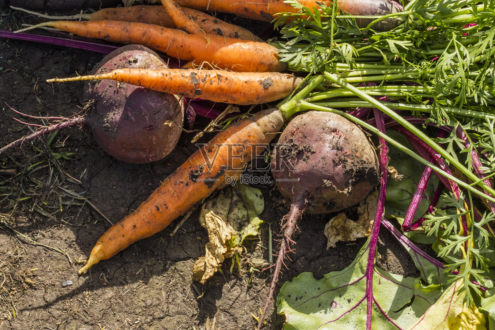 新鲜蔬菜，橙色胡萝卜和甜菜照片摄影图片