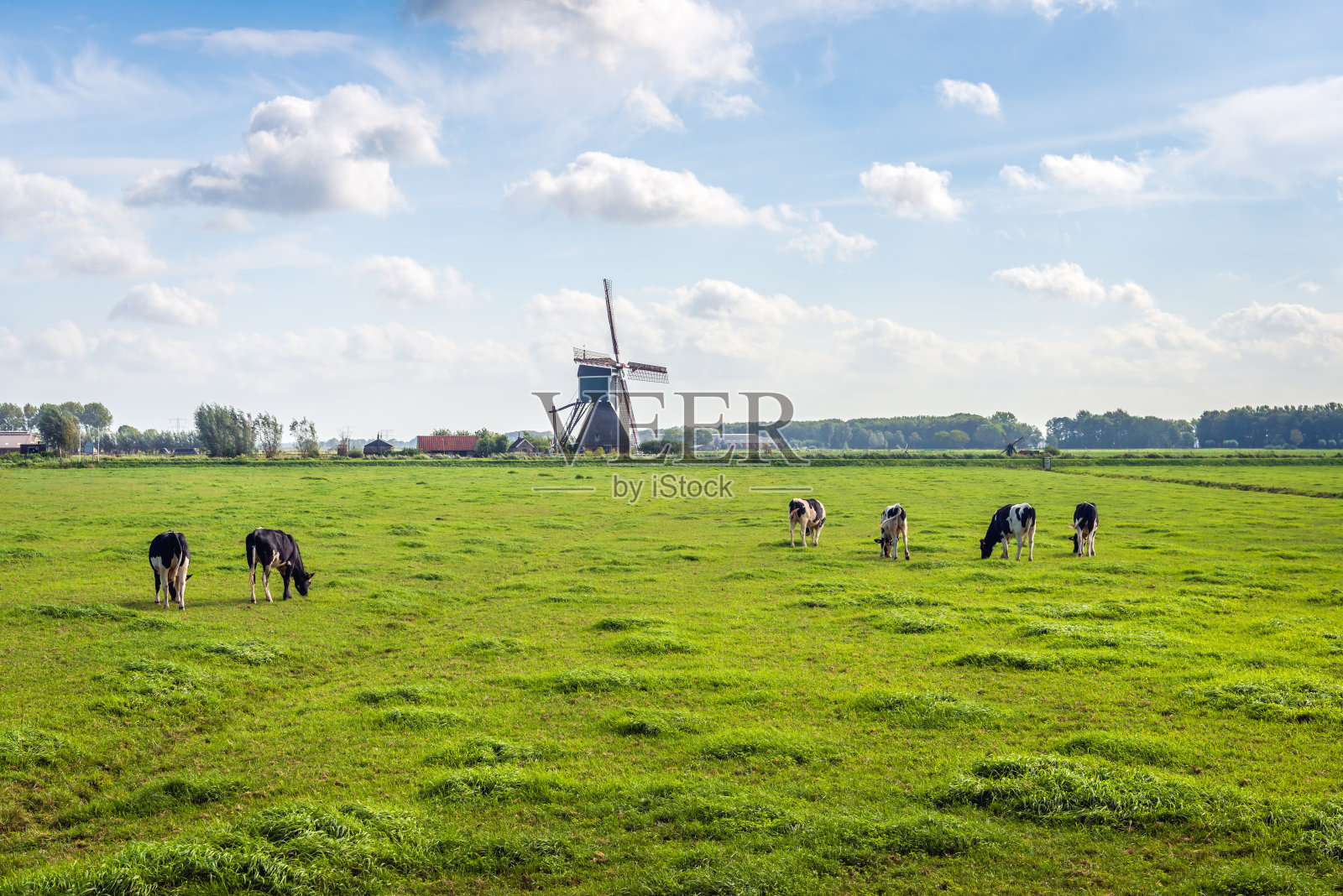 典型的荷兰圩田景观，草地上有放牧的奶牛照片摄影图片