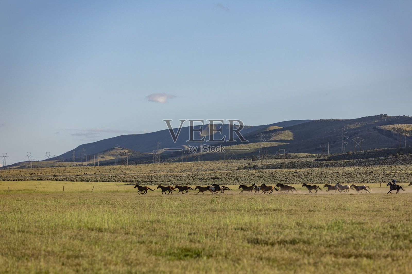 一群被放牧的野马照片摄影图片