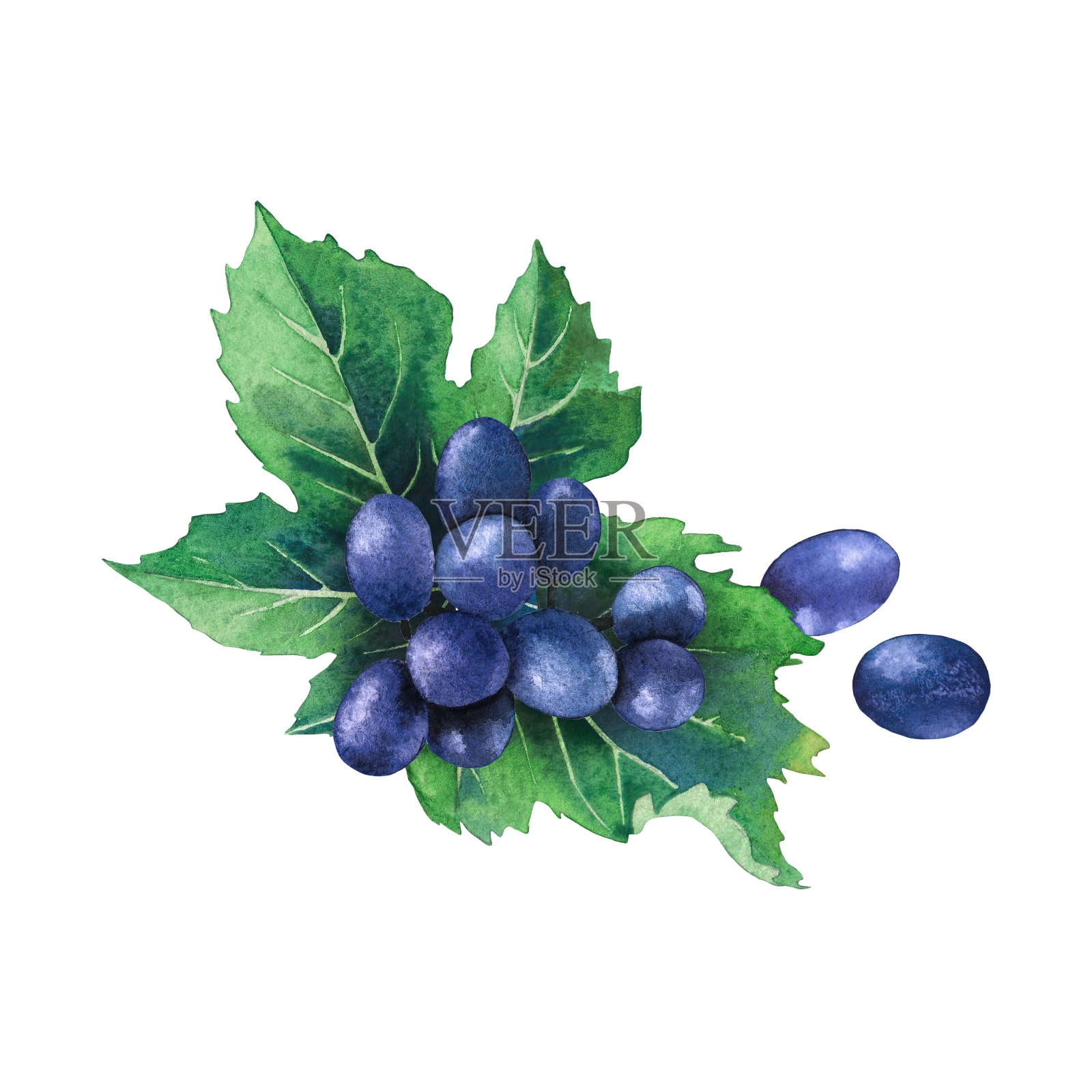 一串用叶子装饰的蓝色葡萄设计元素图片